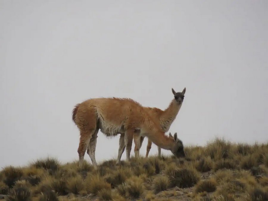 Safari Fotográfico de Fauna